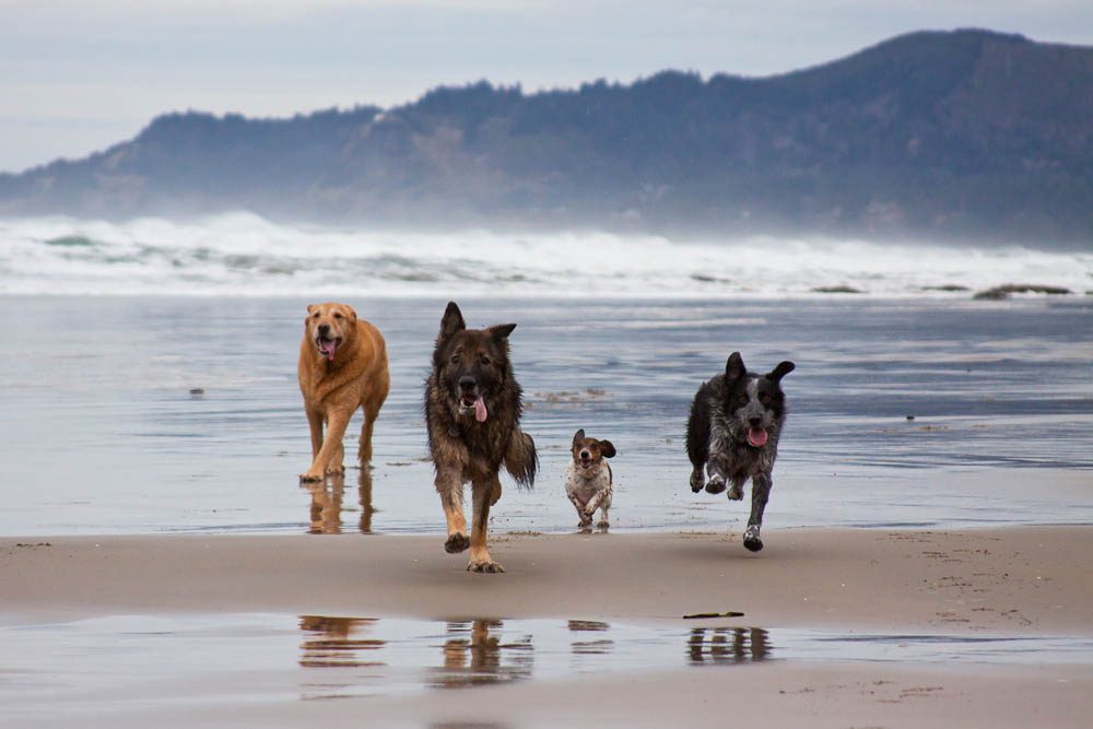 Trois endroits pour promener votre animal dans la région d’Athènes