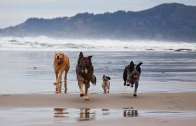 Trois endroits pour promener votre animal dans la région d’Athènes