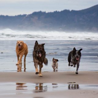 Trois endroits pour promener votre animal dans la région d’Athènes