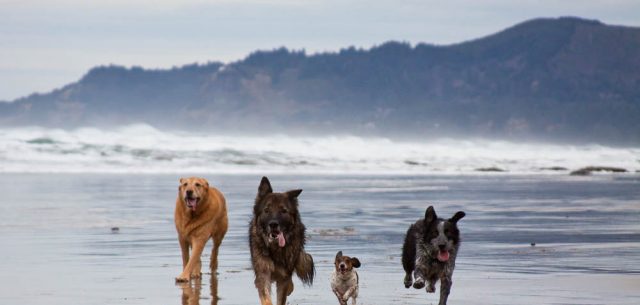 Trois endroits pour promener votre animal dans la région d’Athènes