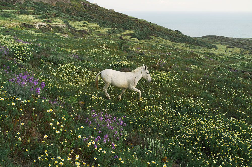 La beauté des fleurs sauvages