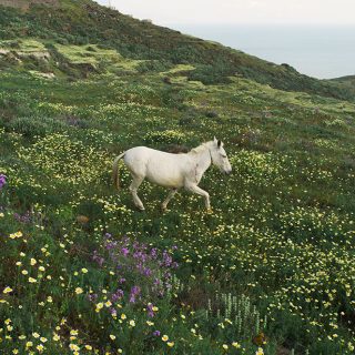 La beauté des fleurs sauvages