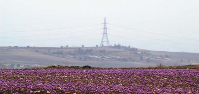 Plongez au coeur des récoltes et de l’histoire du safran