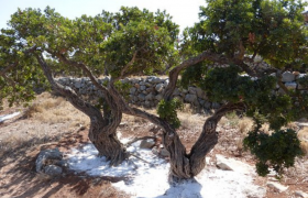 Le mastic de Chios, premier chewing-gum de l’Histoire