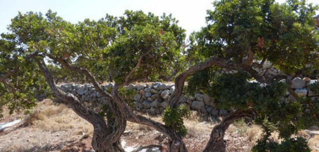 L’olive, un trésor consommé depuis le Néolithique