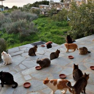 Les boules de poil de Syros bientôt sur Netflix